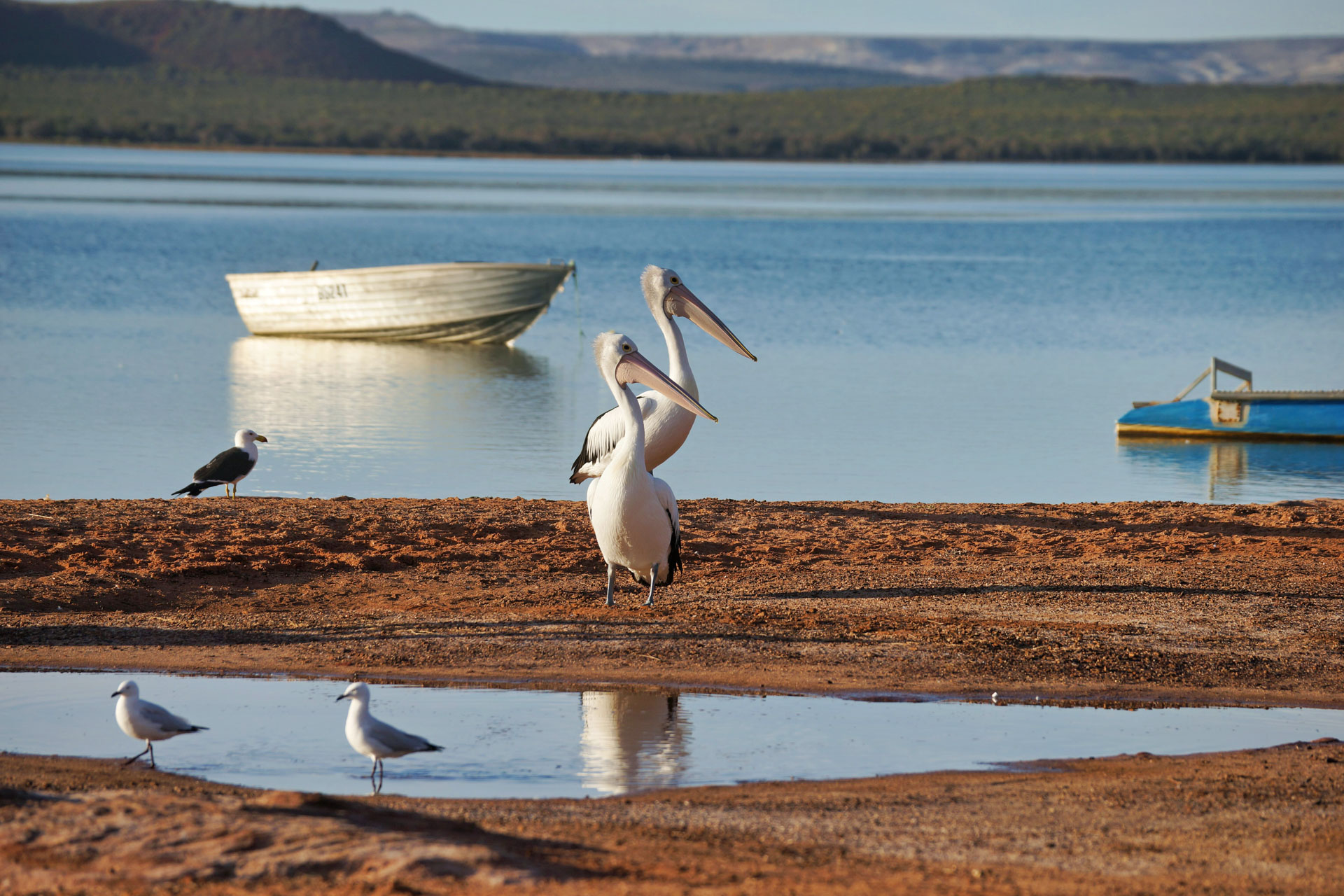 Kalberri - Brillenpelikane